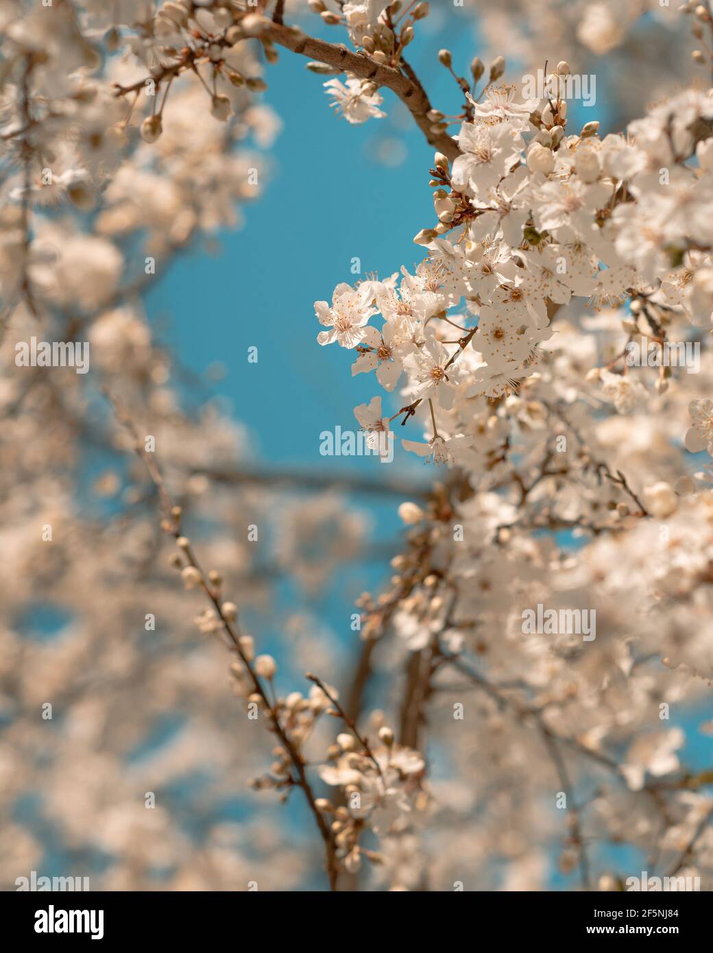Beautiful tree bloom detail with white flowers in British garden, springtime Stock Photo