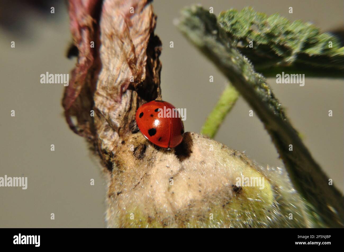 Marienkäfer symbol hi-res stock photography and images - Alamy
