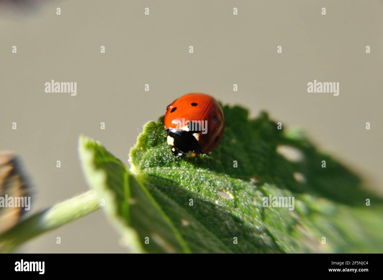 Marienkäfer symbol hi-res stock photography and images - Alamy