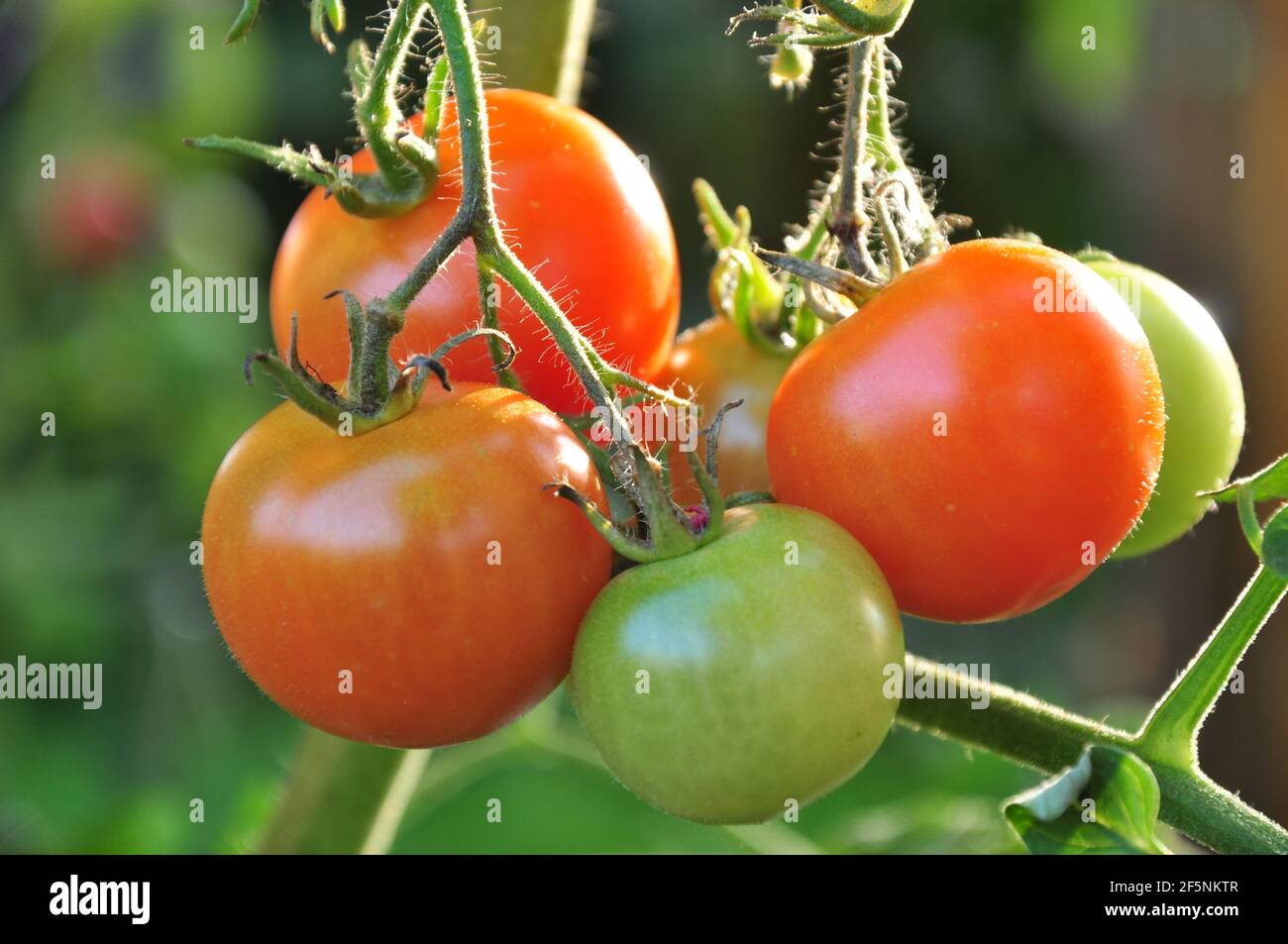 Tomaten am Strauch, lecker und gesund im Garten. - Tomatoes on the bush, delicious and healthy in the garden. Stock Photo