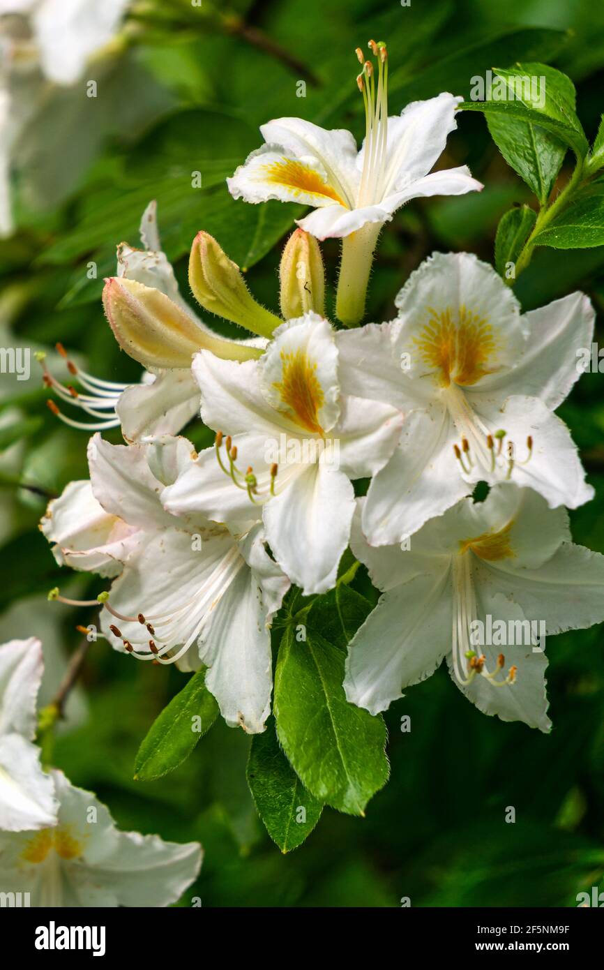 Beautiful bright white with yellow stamens rhododendron flowers in the park. Stock Photo