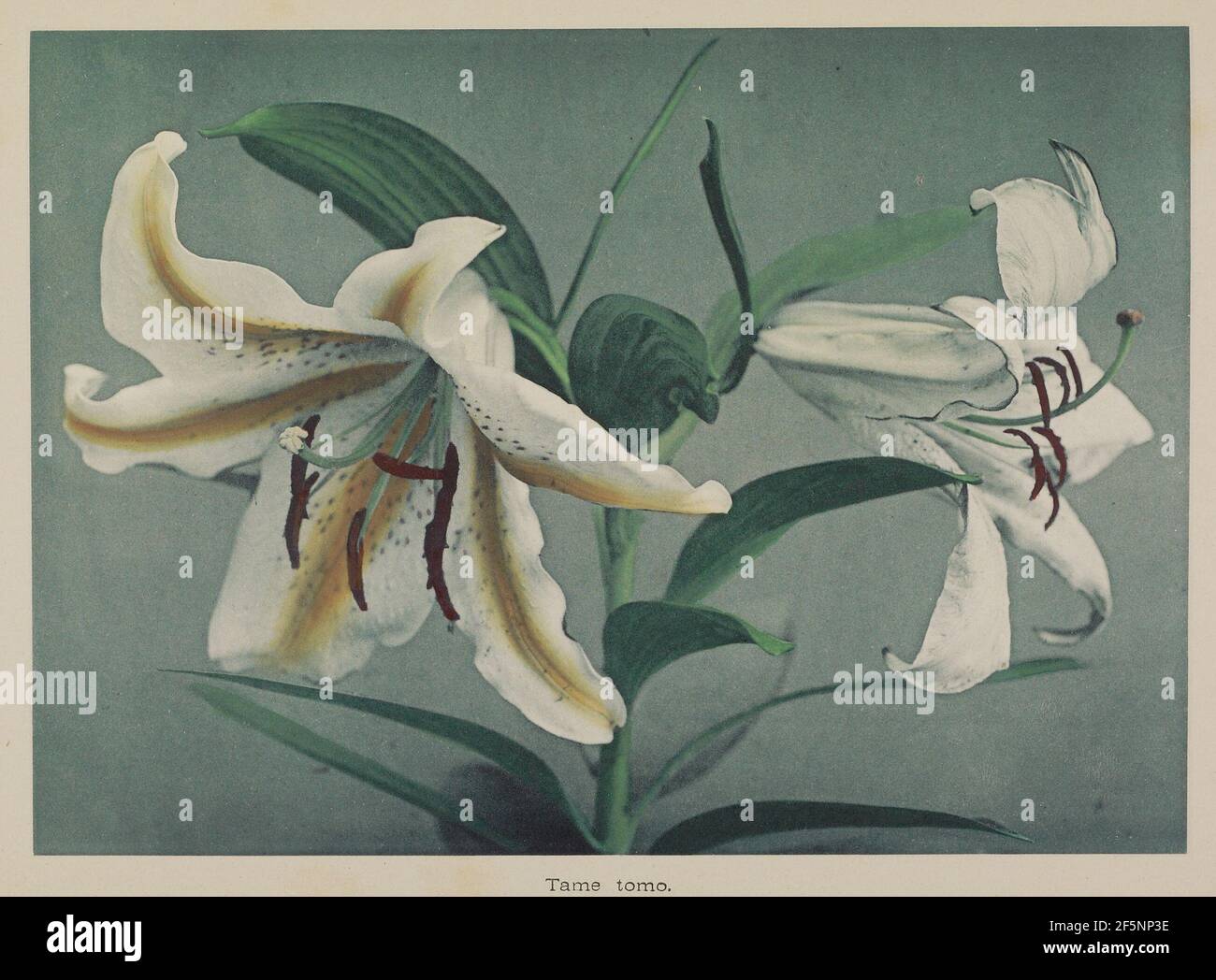 Lily grace hi-res stock photography and images - Alamy