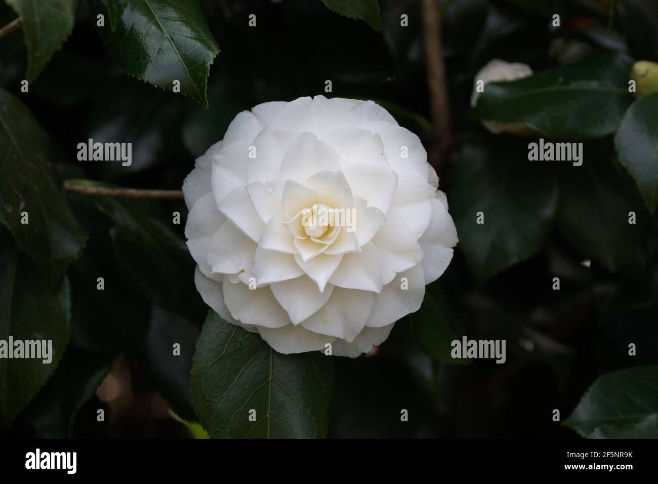 Camellia flowers at Clyne gardens Stock Photo