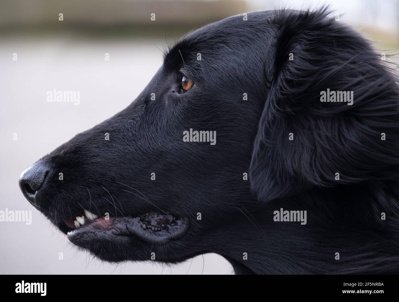 Flat nose dogs hi-res stock photography and images - Alamy