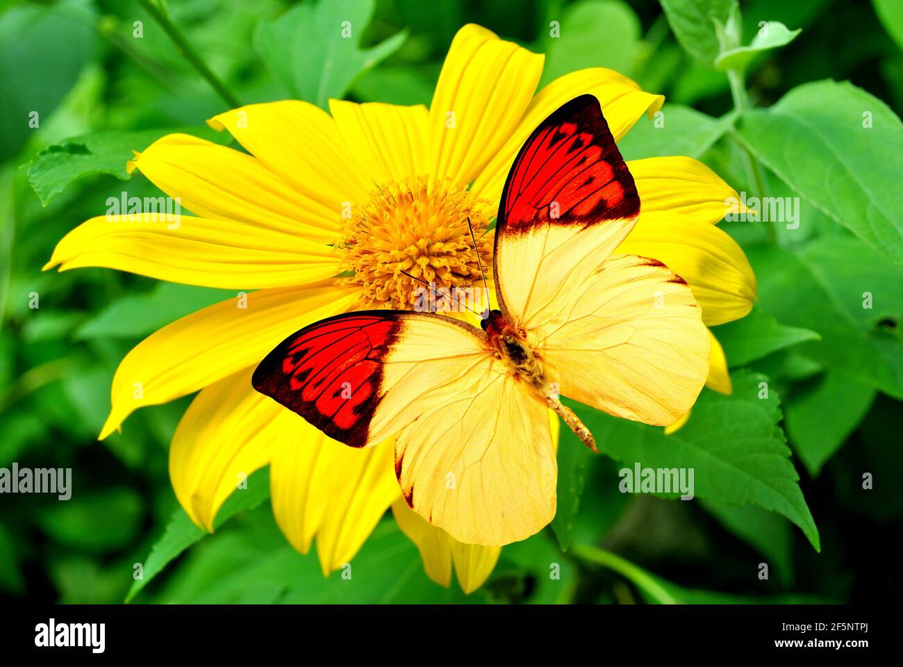 Great Orange Tip Butterfly Latin name Hebomoia glaucippe on a Schweinitz's sunflower Latin name Helianthus schweinitzii Stock Photo