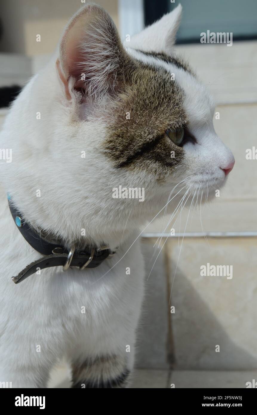 cat waiting to enter the door of the house Stock Photo - Alamy
