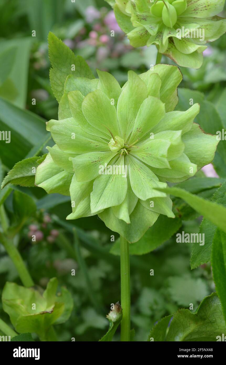 Helleborus Double Ellen Green Is Part Of Buttercup Family Ranunculaceae Hellebore Flower Growing In Winter Garden In Late Winter Lenten Hellebore Or Stock Photo Alamy Helleborus Double Ellen Green Is Part Of Buttercup Family Ranunculaceae Hellebore Flower Growing In Winter Garden In Late Winter Lenten Hellebore Or Stock Photo Alamy