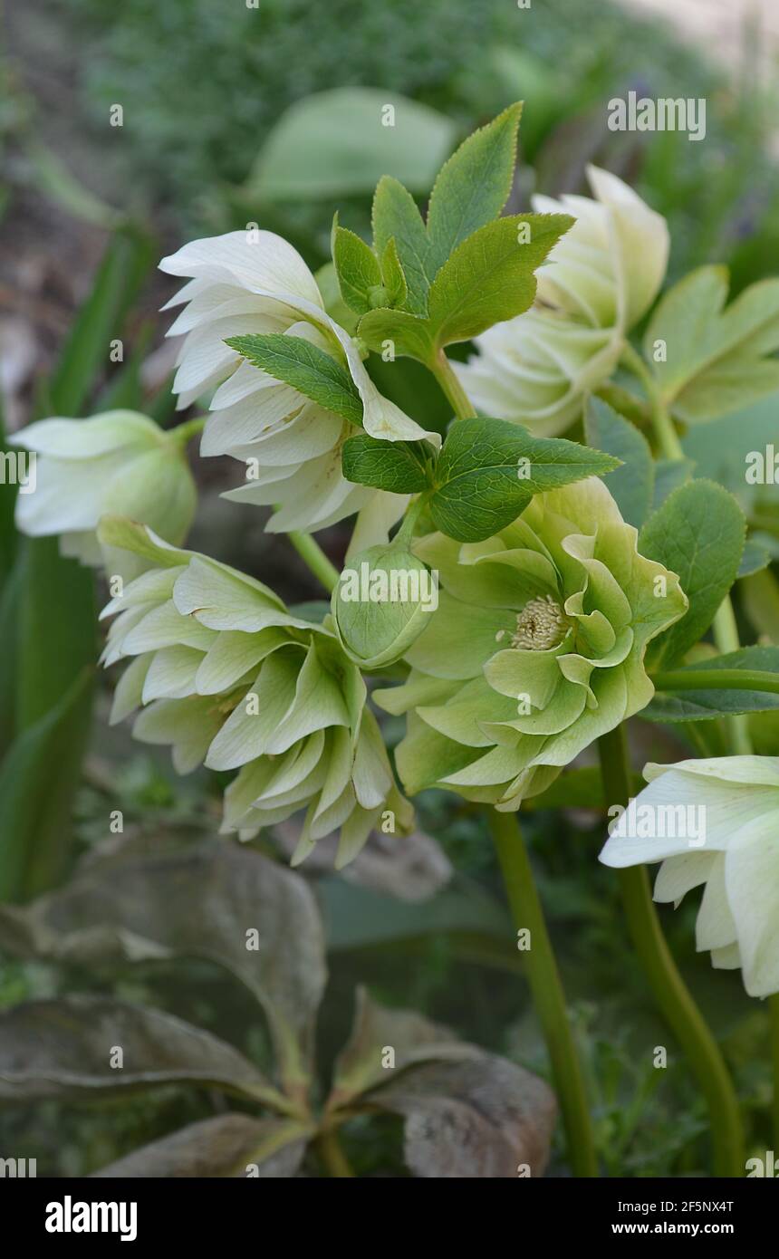 White flowers of hellebores. Evergreen perennial hellebore bloom in late winter to early spring.Christmas rose or hellebore spring flowers which posit Stock Photo