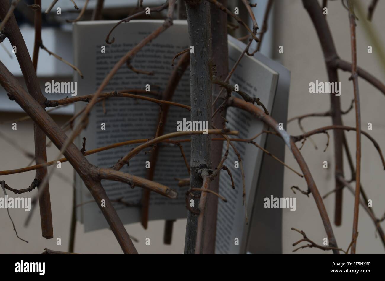 A Book Hanging On The Branch Stefan Zweig s Letter From An Unknown 