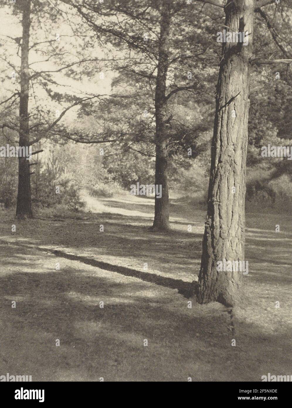 The Woods at Oxshott. Frederick H. Evans (British, 1853 - 1943) Stock Photo
