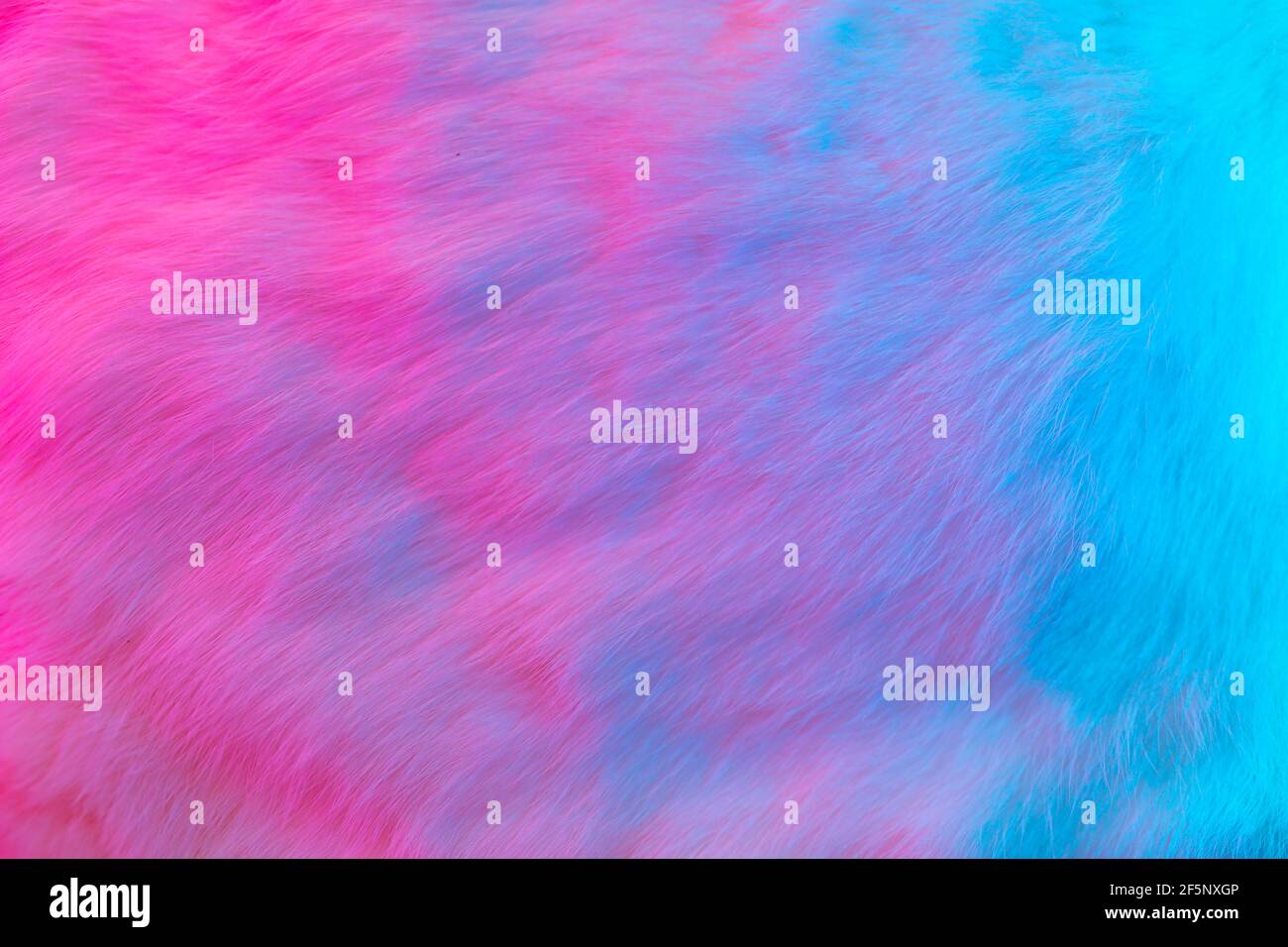 Fur smooth background. Colorful fashion luxury fur texture in pink and blue colors. Rabbit fluffy skin Stock Photo