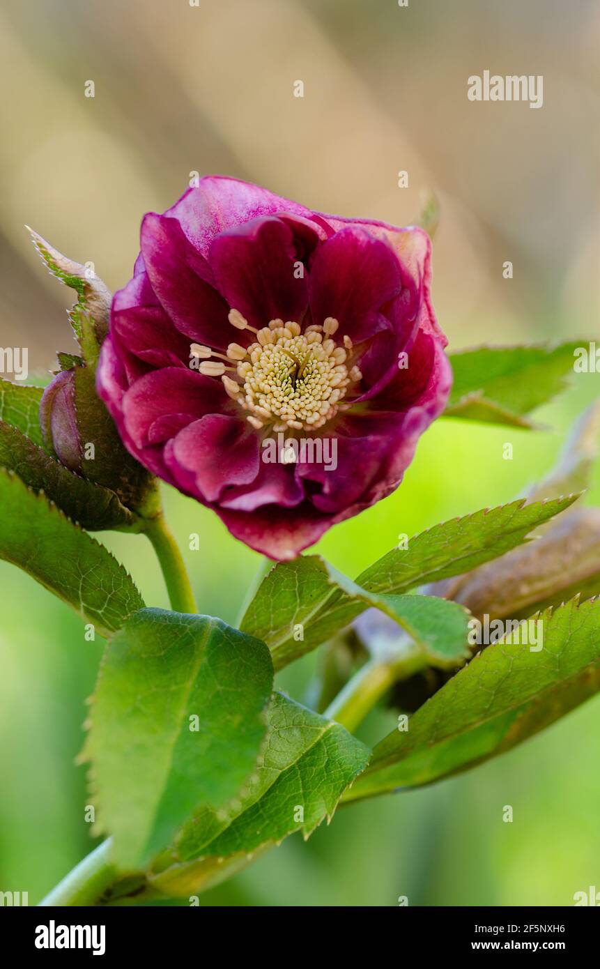 Helleborus plant first to bloom  in the garden in winter time.  Macro shot Hellebore grows in the garden. Stock Photo