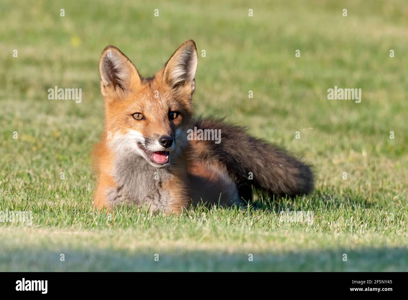 Red fox kit laying on grass - taking a quick breather during play with its siblings Stock Photo
