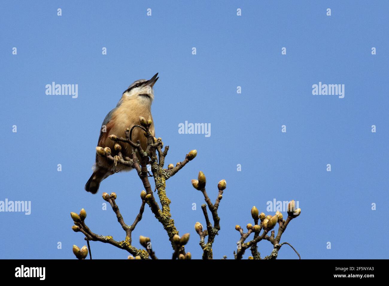 UK wildlife: nuthatch singing in the top of a tree filled with spring buds, West Yorkshire Stock Photo