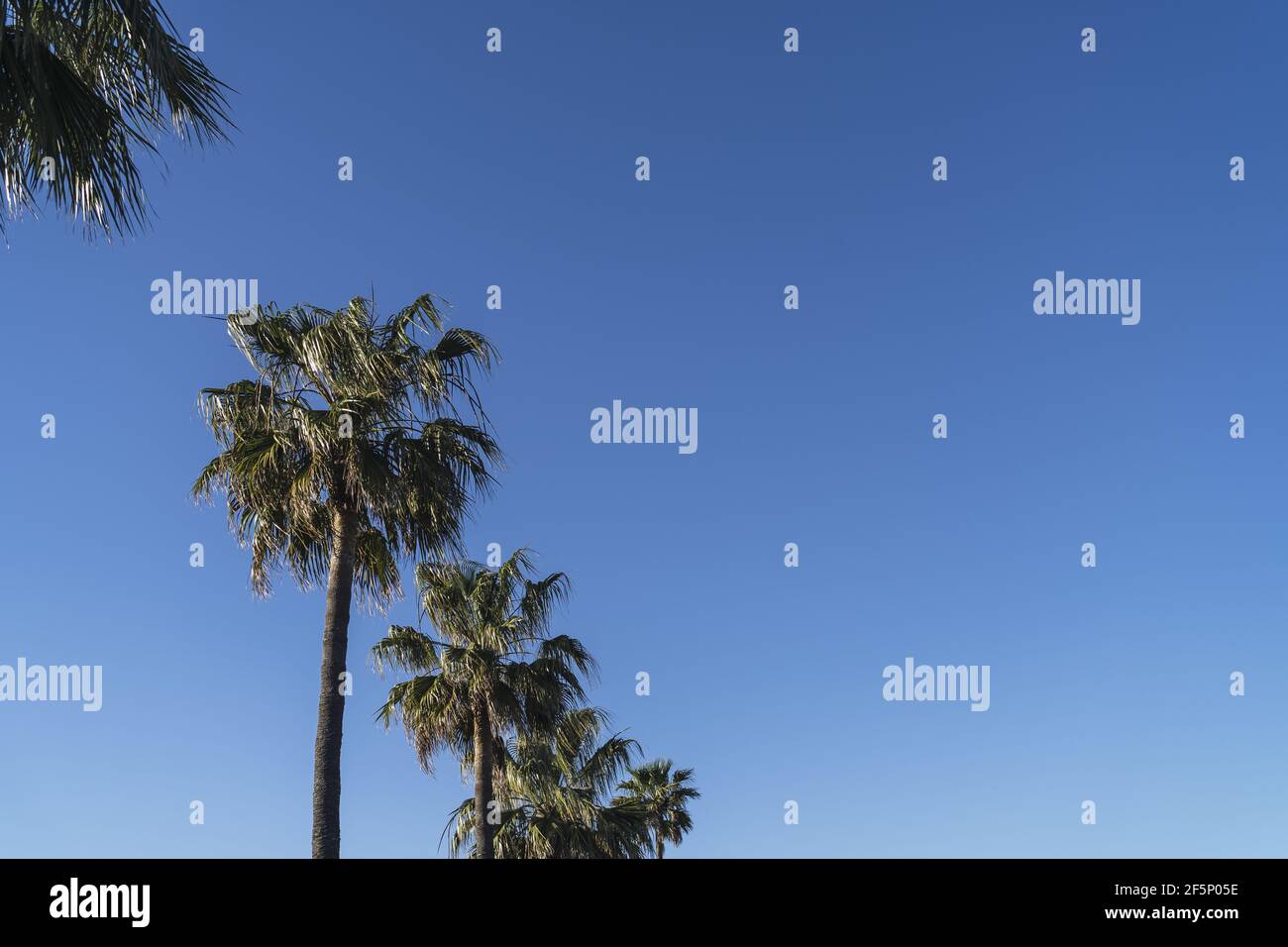 Low angle shot of a row of tropical palm trees with a blue clear sky ...