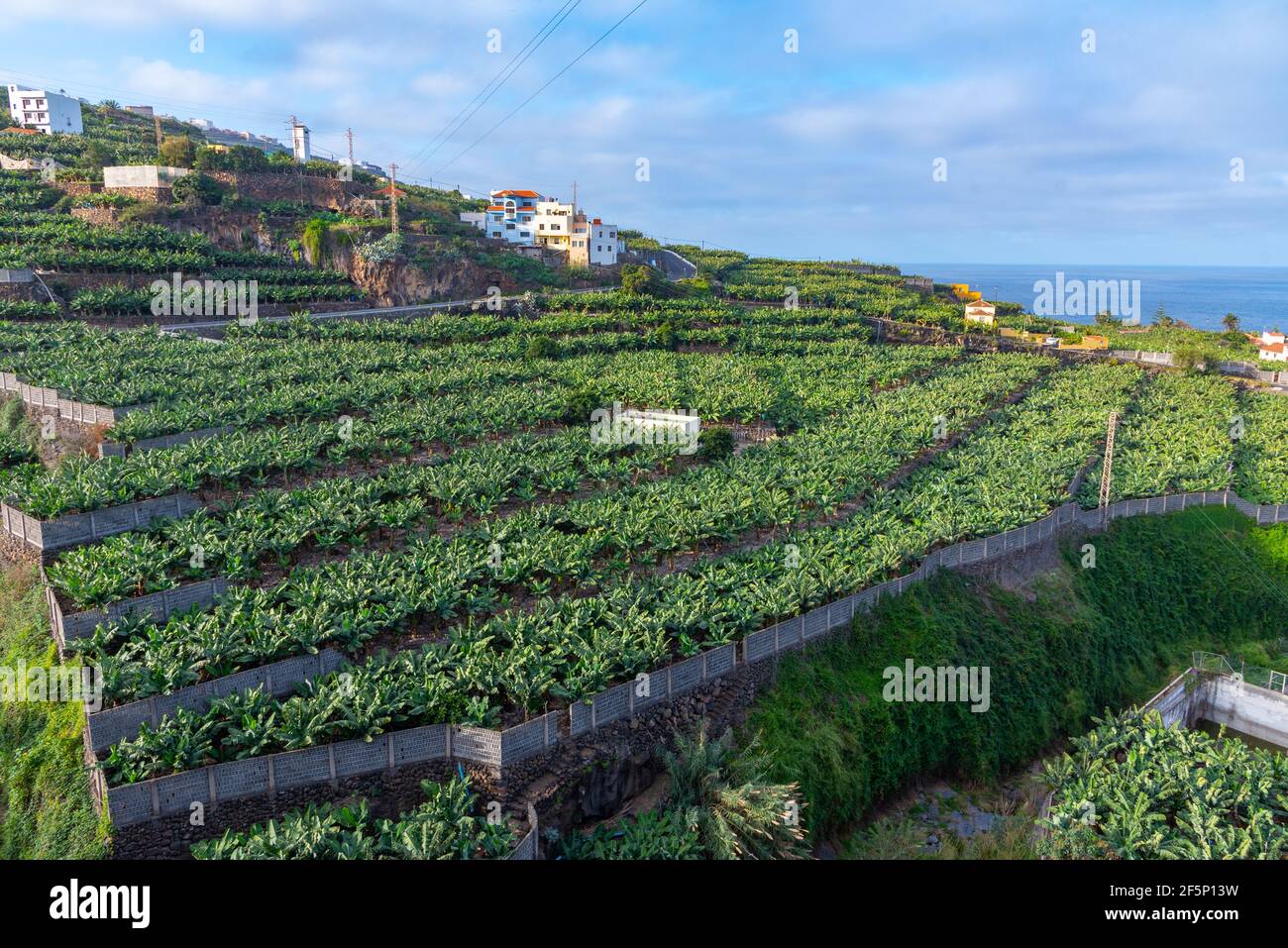 Banana plantations at La Palma, Canary Islands, Spain Stock Photo Alamy