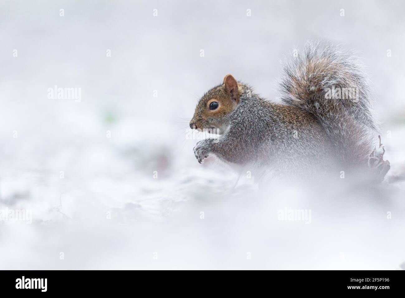 Grey Squirrel in snow. Stock Photo