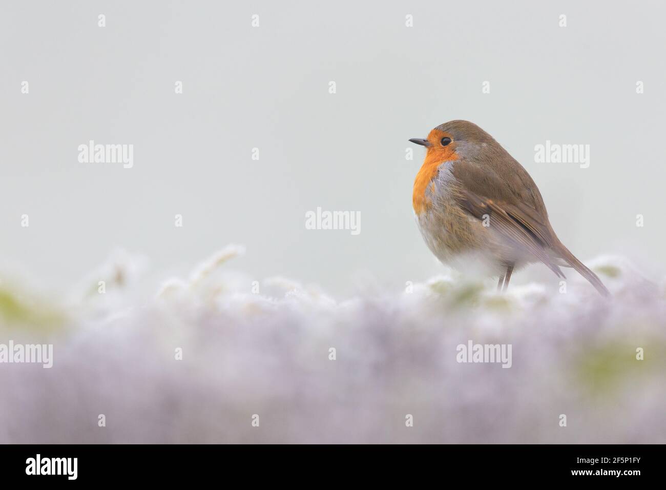 Robin, searching for food in a garden Stock Photo