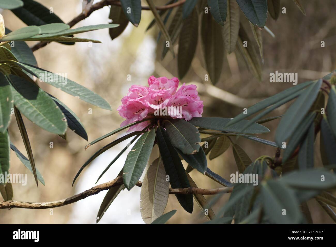 Rhododendron arboreum ssp. cinnamomeum var. roseum 'Tony Schilling' FCC form Stock Photo