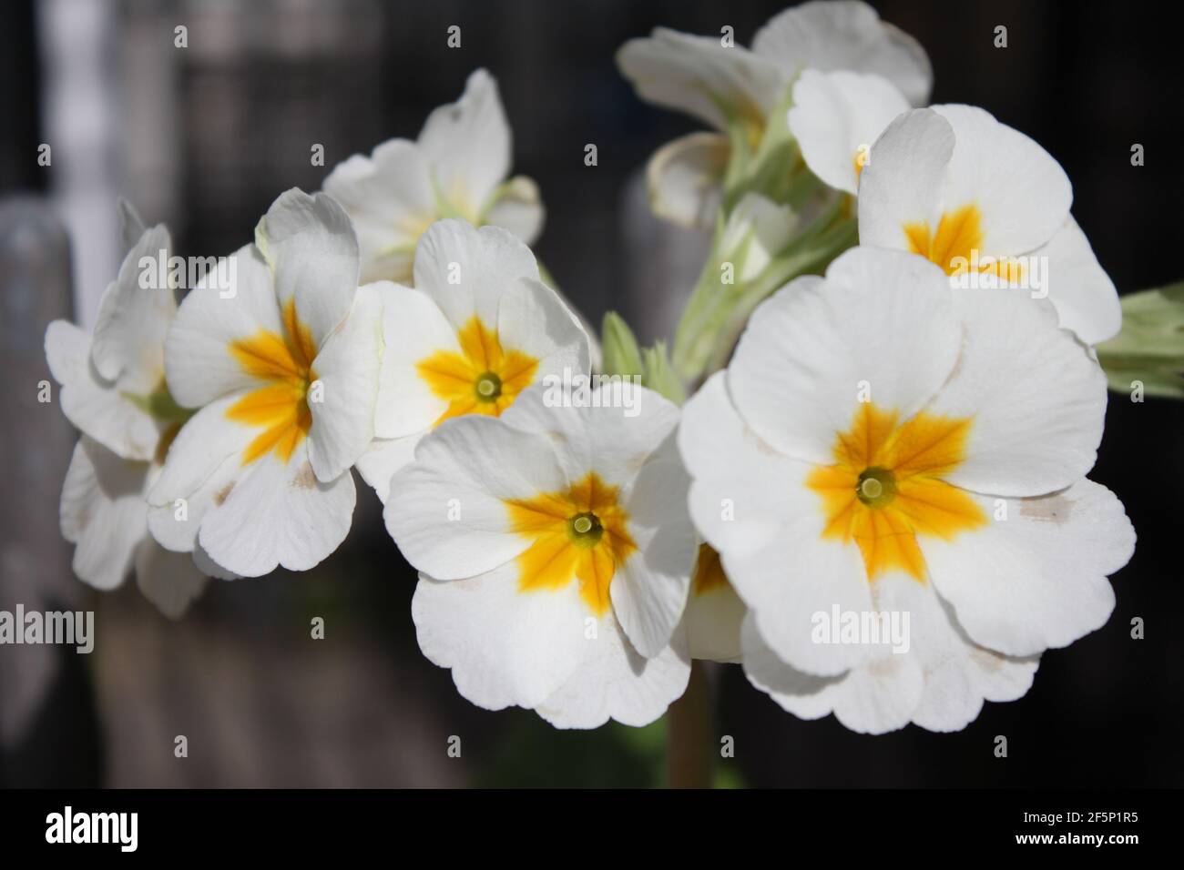 Bold and colourful spring flowers and blooms. Blooming white primulas (primroses) basking in