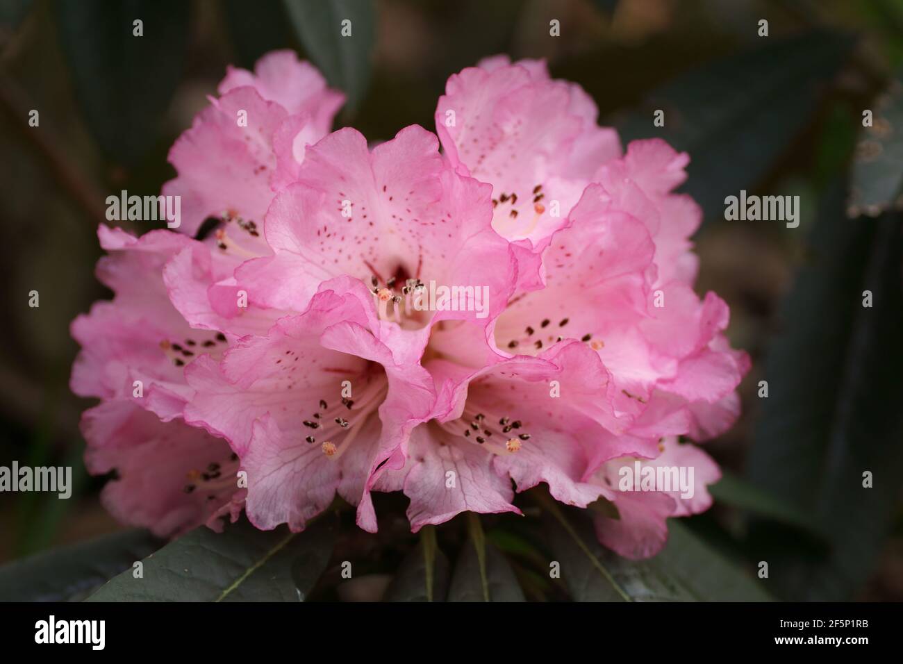 Rhododendron arboreum ssp. cinnamomeum var. roseum 'Tony Schilling' FCC form Stock Photo