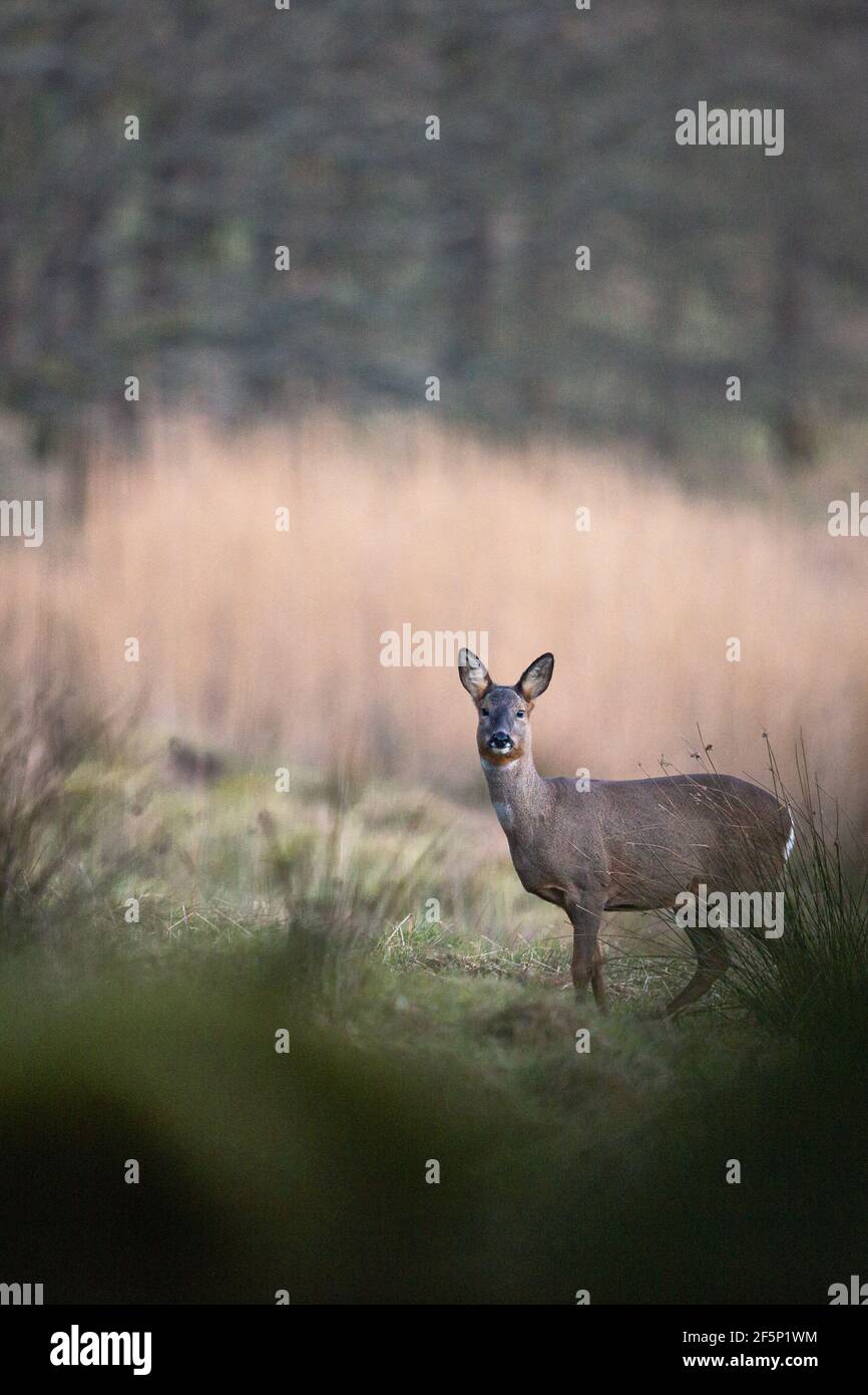 Roe deer woodland spring doe hi-res stock photography and images - Alamy
