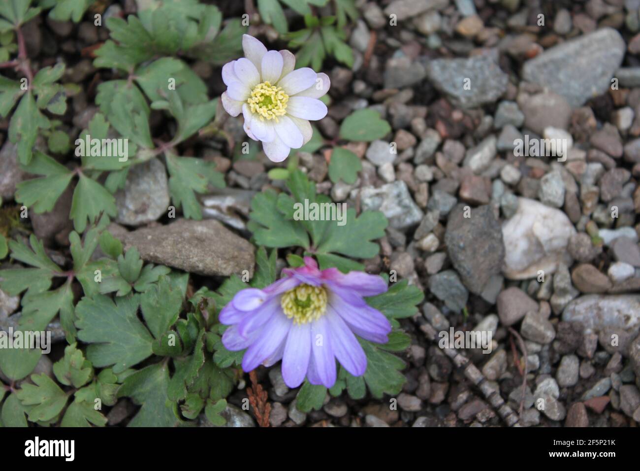 Delicate violet flowers with yellow centres. Anemone Blanda pretty daisy like flowers growing on walking paths. Winter windflower blue blooms, UK. Stock Photo