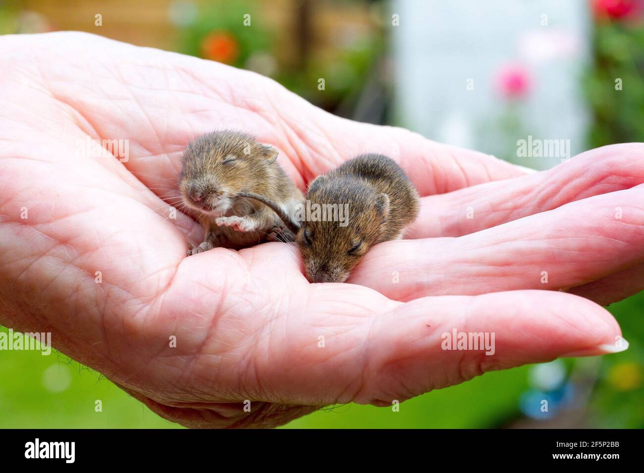 Baby Field Mice