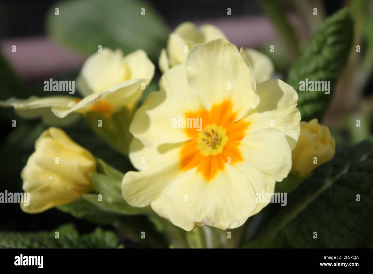 Flower portrait of a delicate white primrose with yellow centre. Spring blooms found in your garden or the natural woodlands. White primroses in UK. Stock Photo