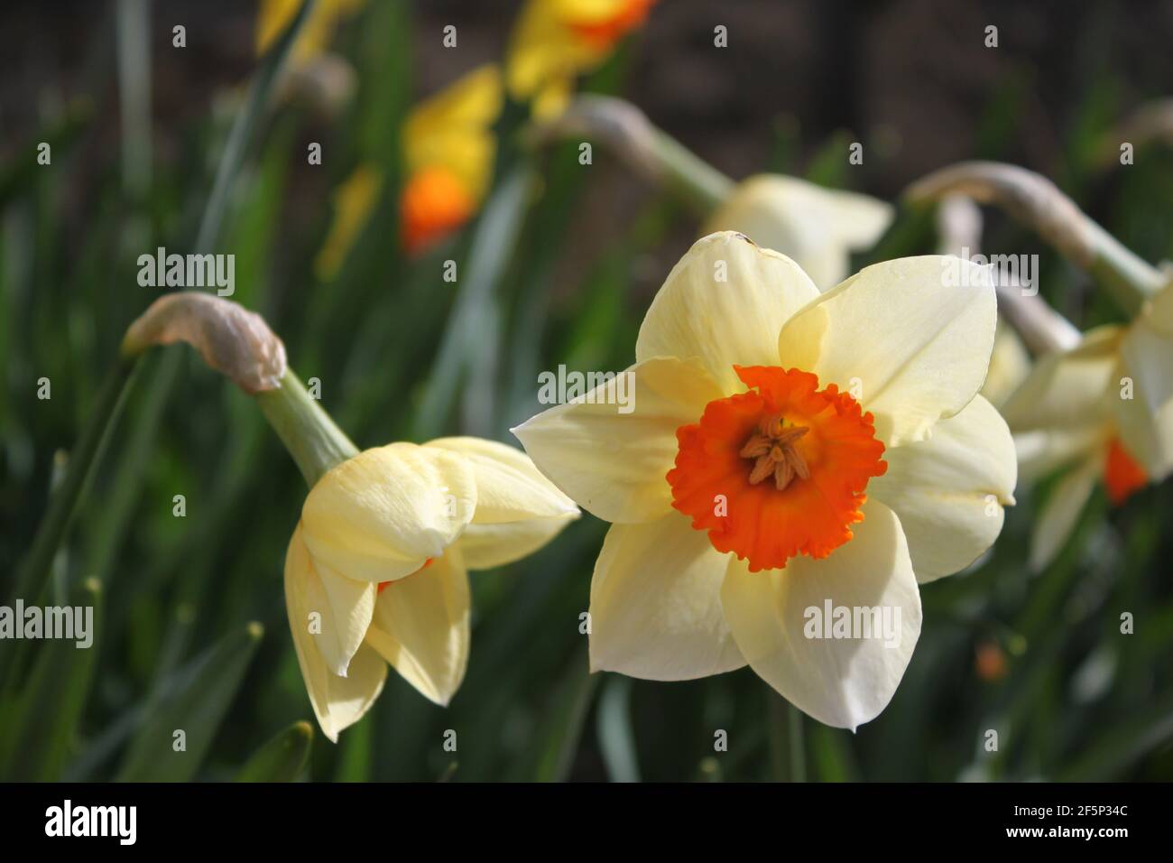 Trumpet shaped flowers hi-res stock photography and images - Alamy