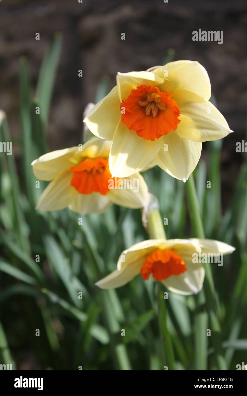 Close up of cream daffodils with orange centres growing in a public park. Glorious spring walks amongst beautiful trumpet shaped daffodils. UK spring. Stock Photo