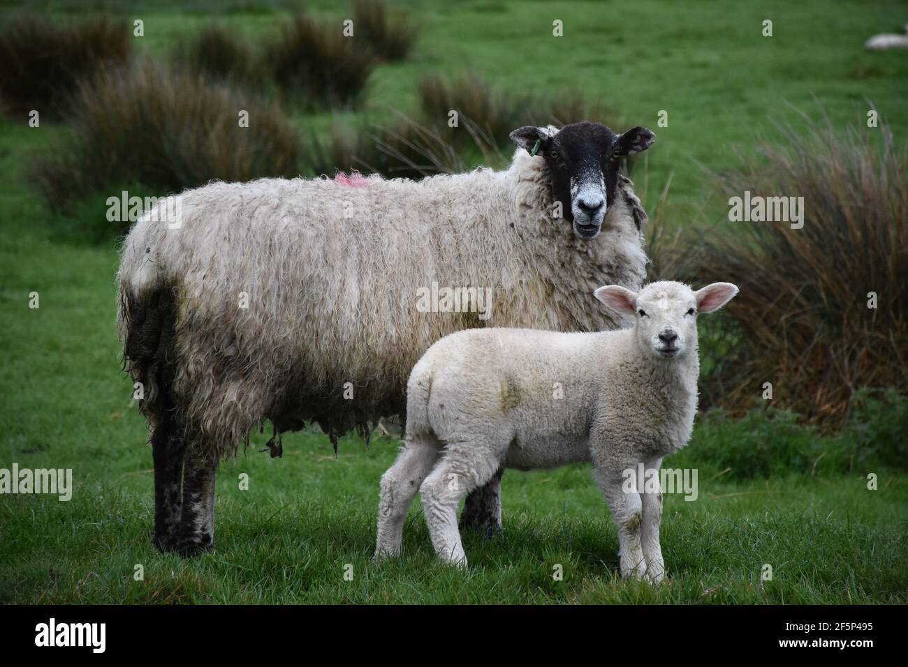 Mother sheep with a young lamb standing in a field Stock Photo - Alamy
