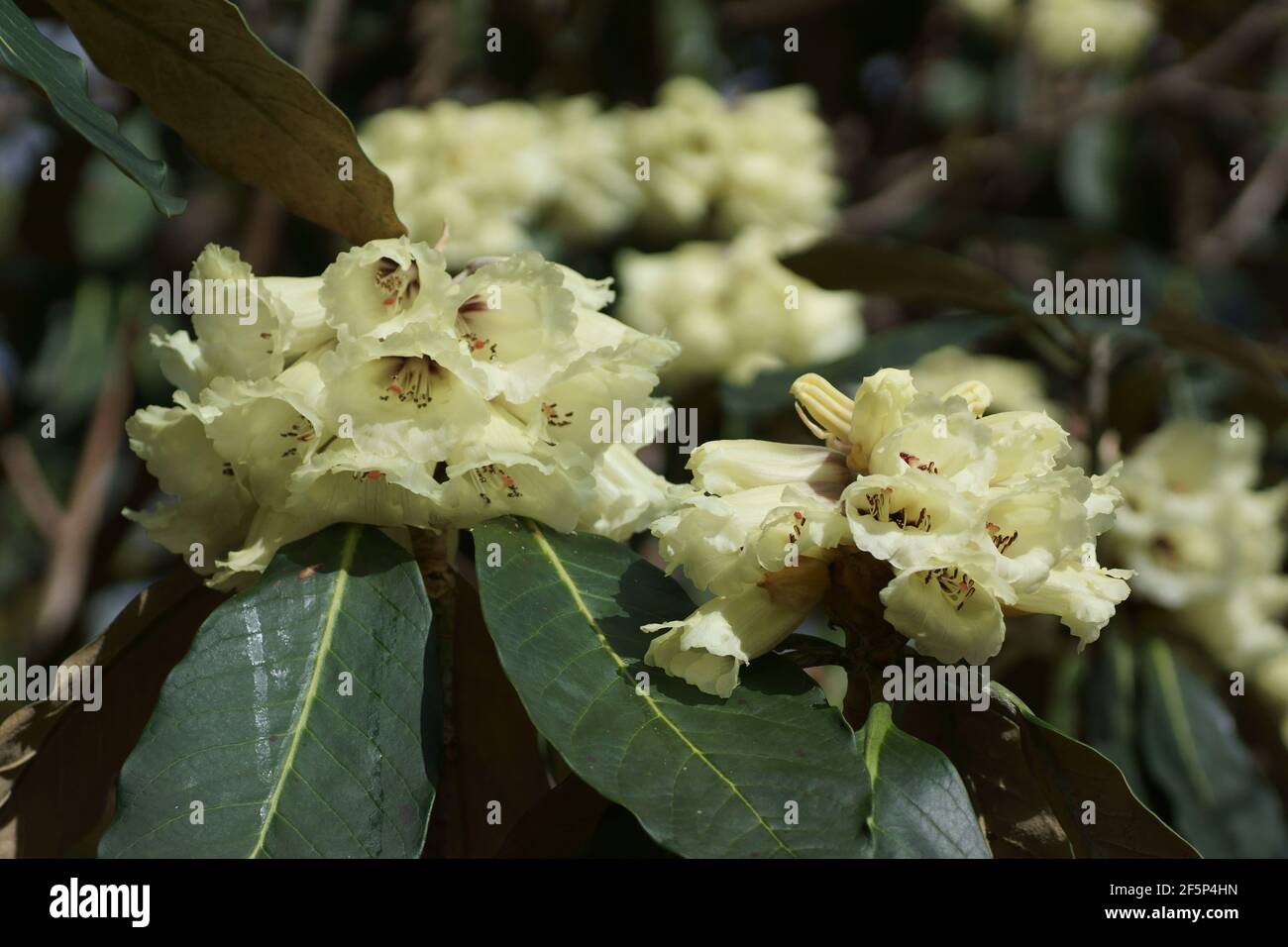 Rhododendron macabeanum at Clyne gardens Stock Photo
