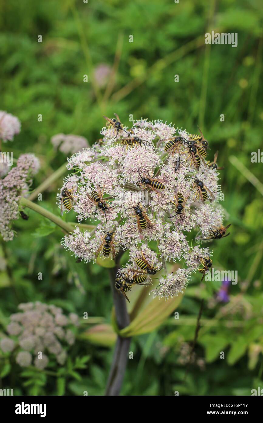 Numerous rounded hi-res stock photography and images - Alamy
