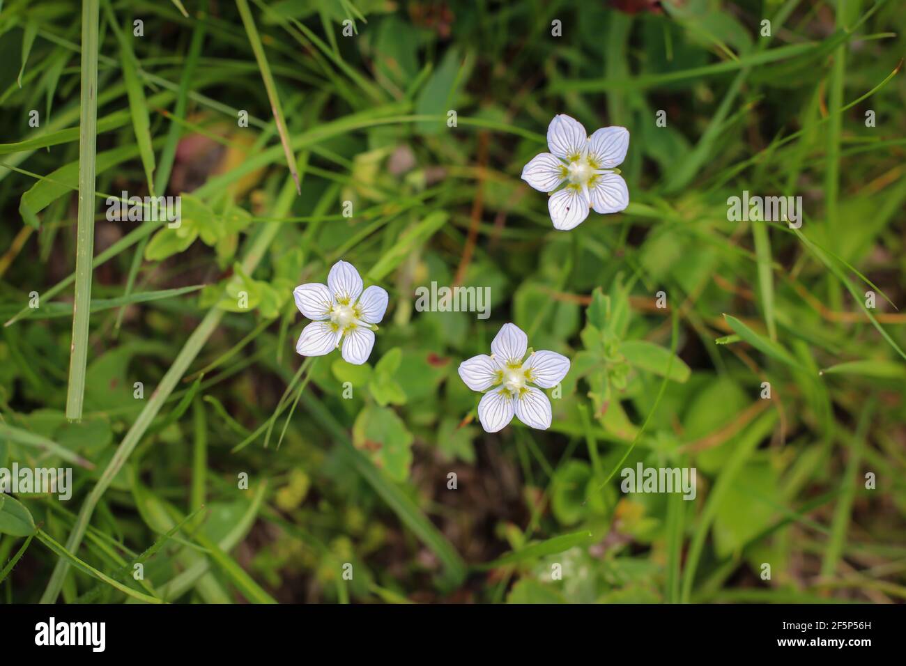 White flowers of marsh grass of Parnassus (latin name Parnassia palustris) on Mt Bjelasica in Montenegro Stock Photo