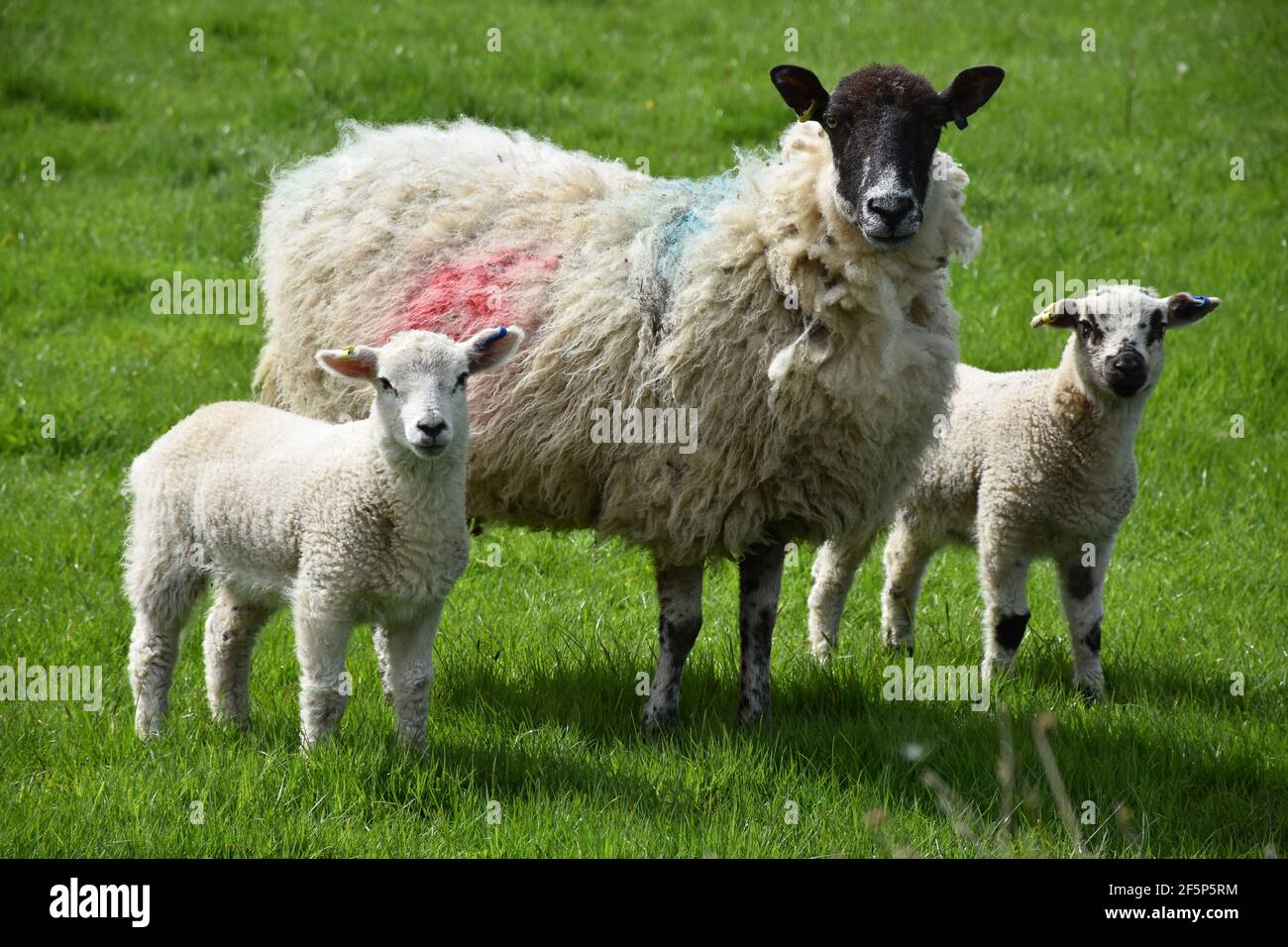 Adorable pair of lambs with their mother in a grass field Stock Photo ...