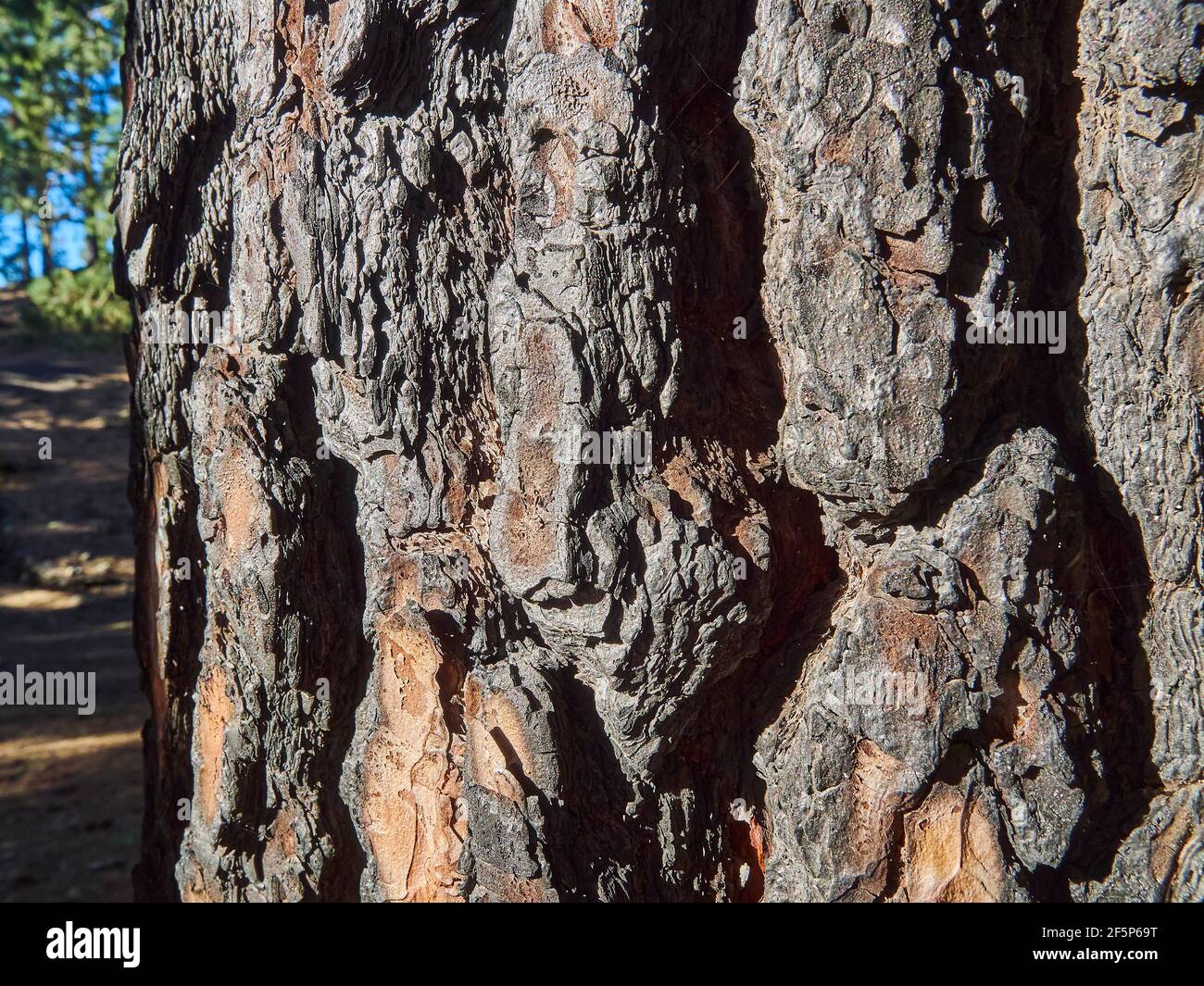 Burnt tree hires stock photography and images Alamy