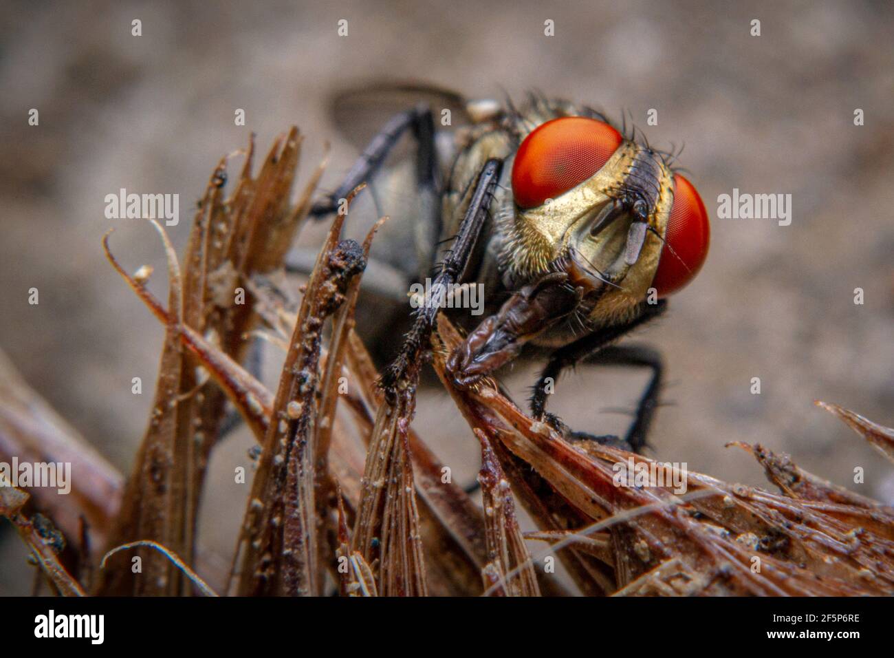 Insect In Rotten Fish Macro shots a fly resting on the rotten fish gills Stock Photo - Alamy