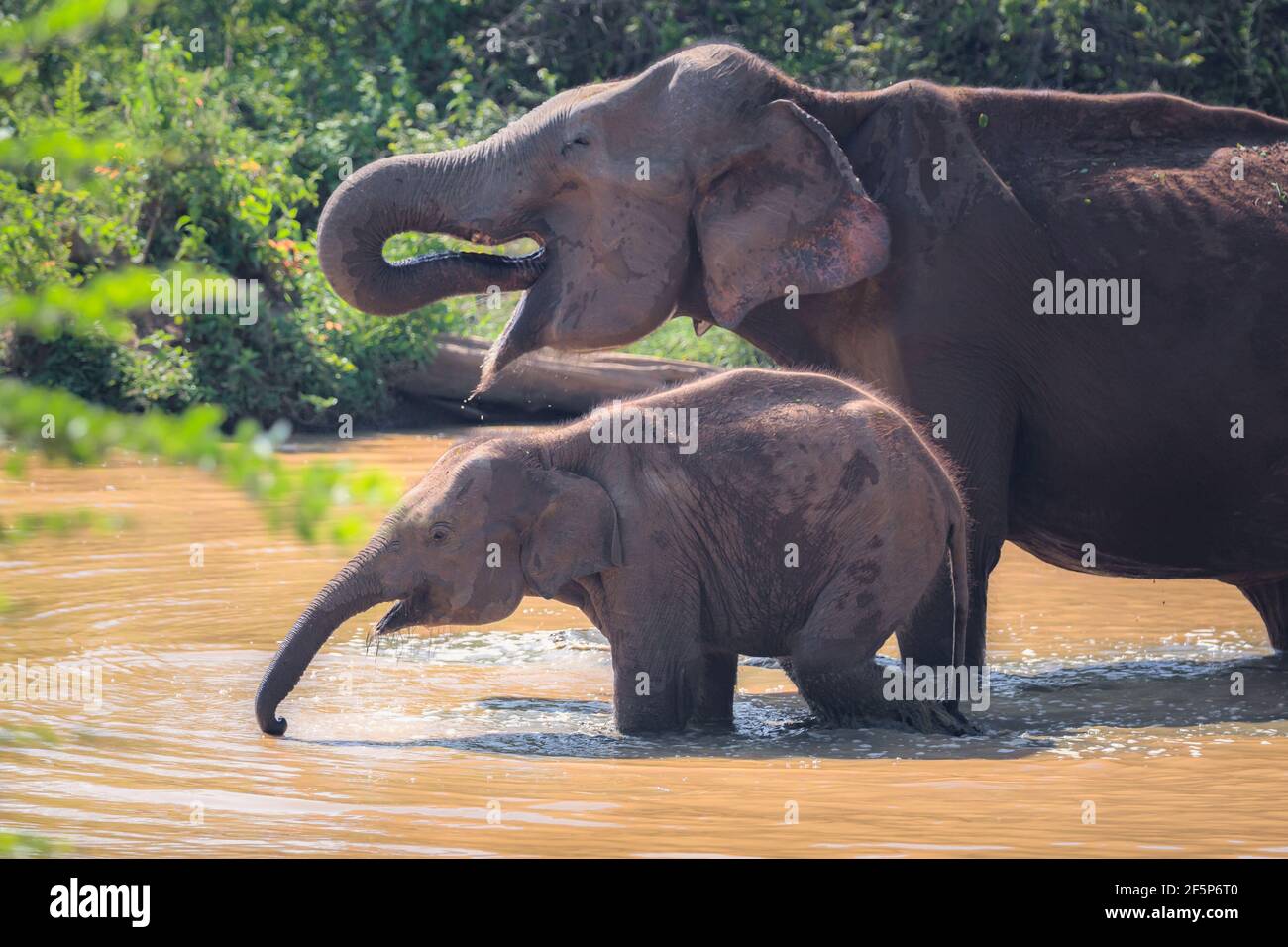 Mother and baby Sri Lankan elephants (Elephas maximus maximus) drink water with their trunks at a watering hole in the jungle of Udawalawe National Pa Stock Photo