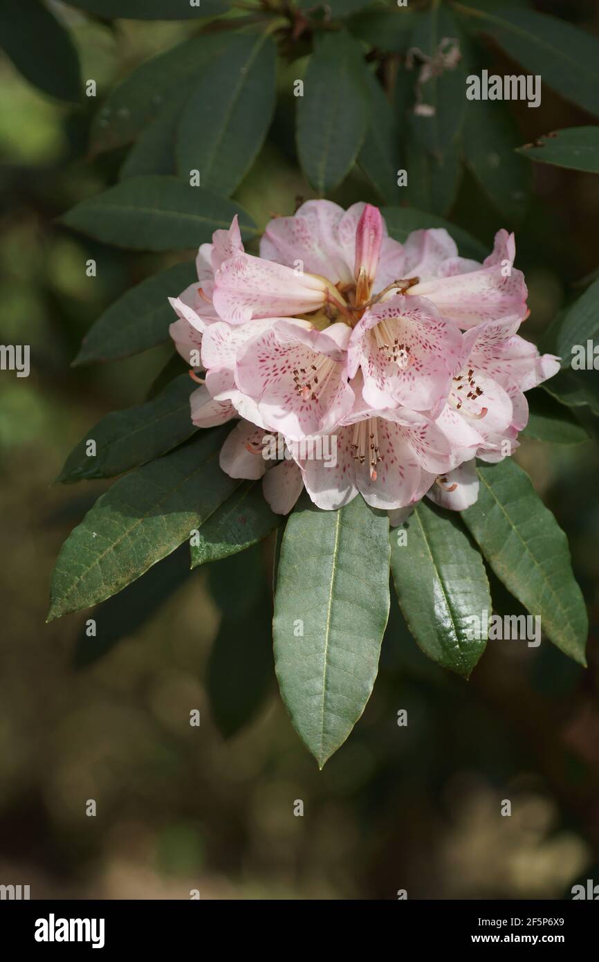 Rhododendron irroratum Stock Photo