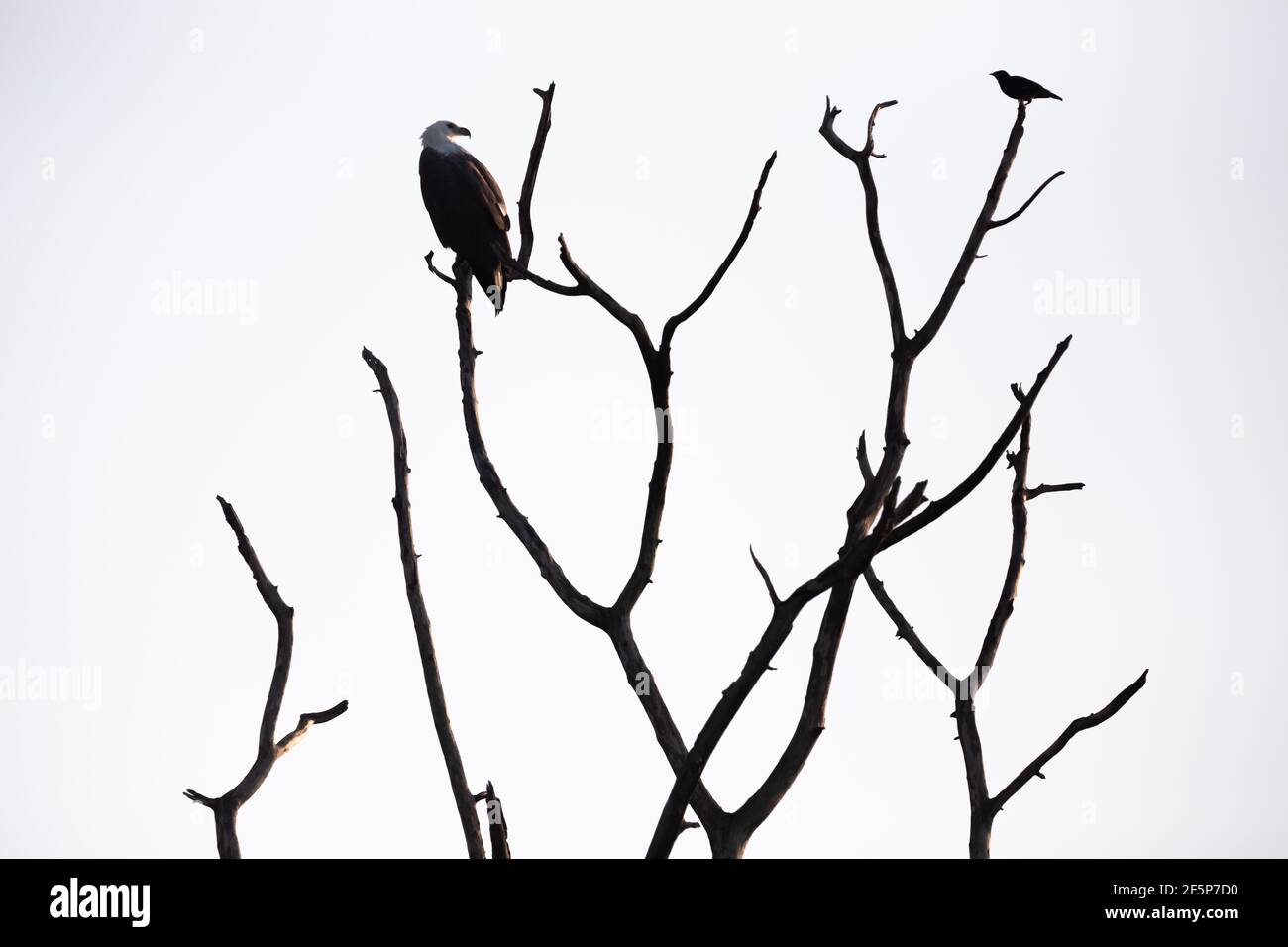 White bellied sea eagle sri lanka hi-res stock photography and images ...
