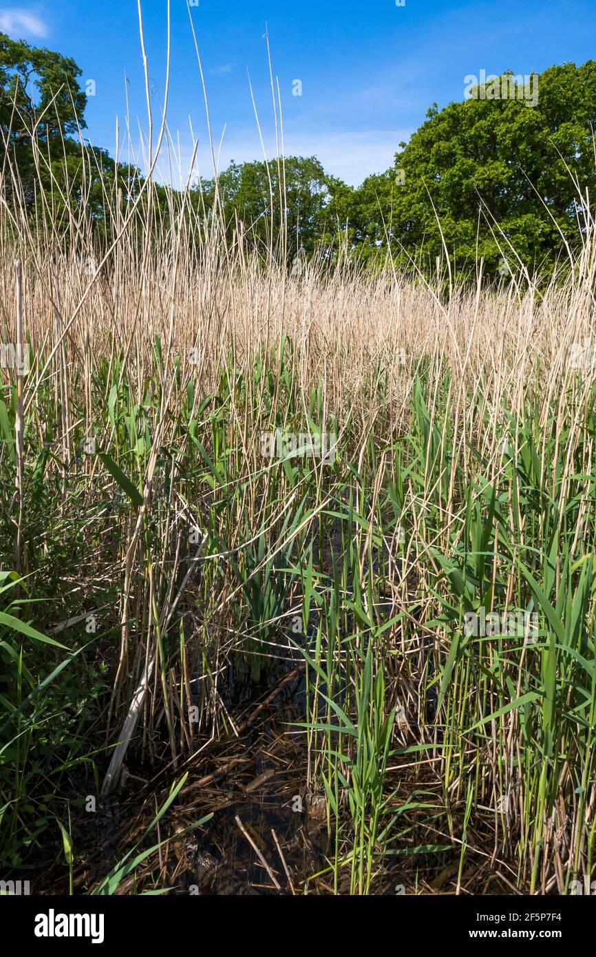 Alver Valley Country Park, Gosport, Hampshire, UK: some of the most extensive reedbeds along the South Coast Stock Photo