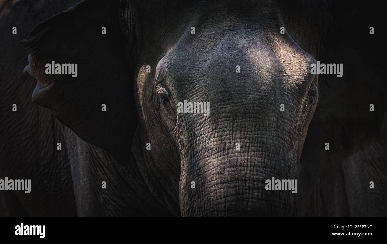 Close-up moody portrait with dramatic light and shadow showing texture and detail of a Sri Lankan elephant (Elephas maximus maximus) trunk in the jung Stock Photo