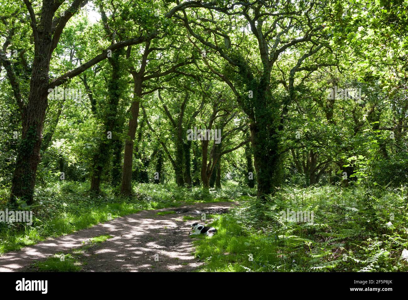 A woodland path in Alver Valley Country Park, Gosport, Hampshire, UK: secret green delights of Gosport Stock Photo