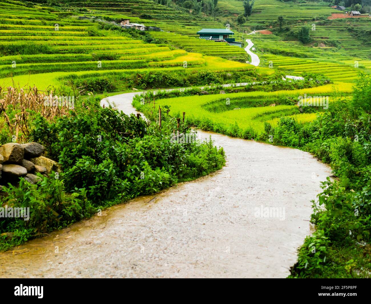 Gorgeous winding road through the terraced rice paddy fields of Sapa, northern Vietnam Stock Photo