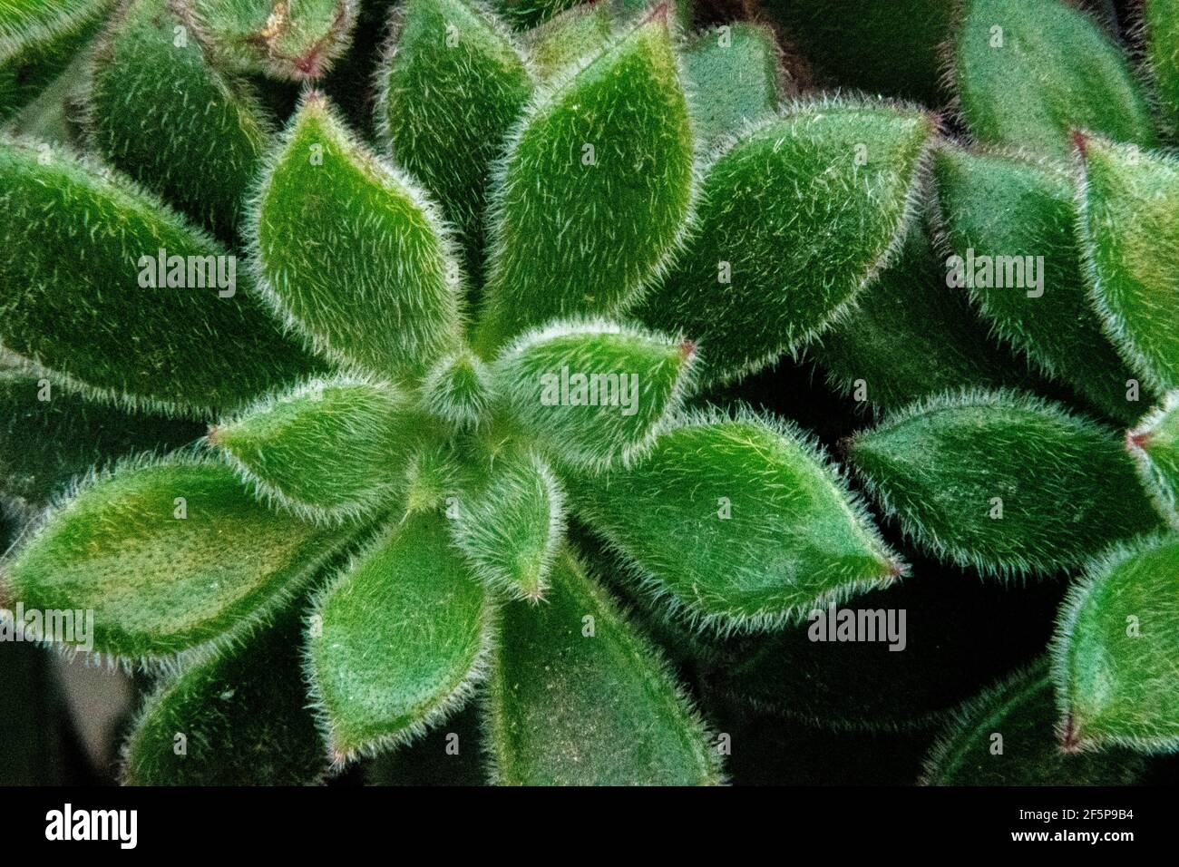 Fuzzy succulent hi-res stock photography and images - Alamy