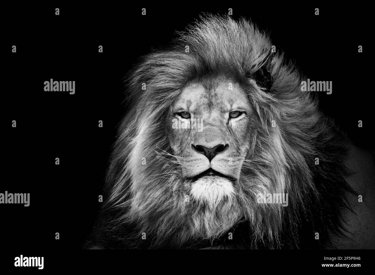 Tiere wildlife Black and White Stock Photos & Images - Alamy