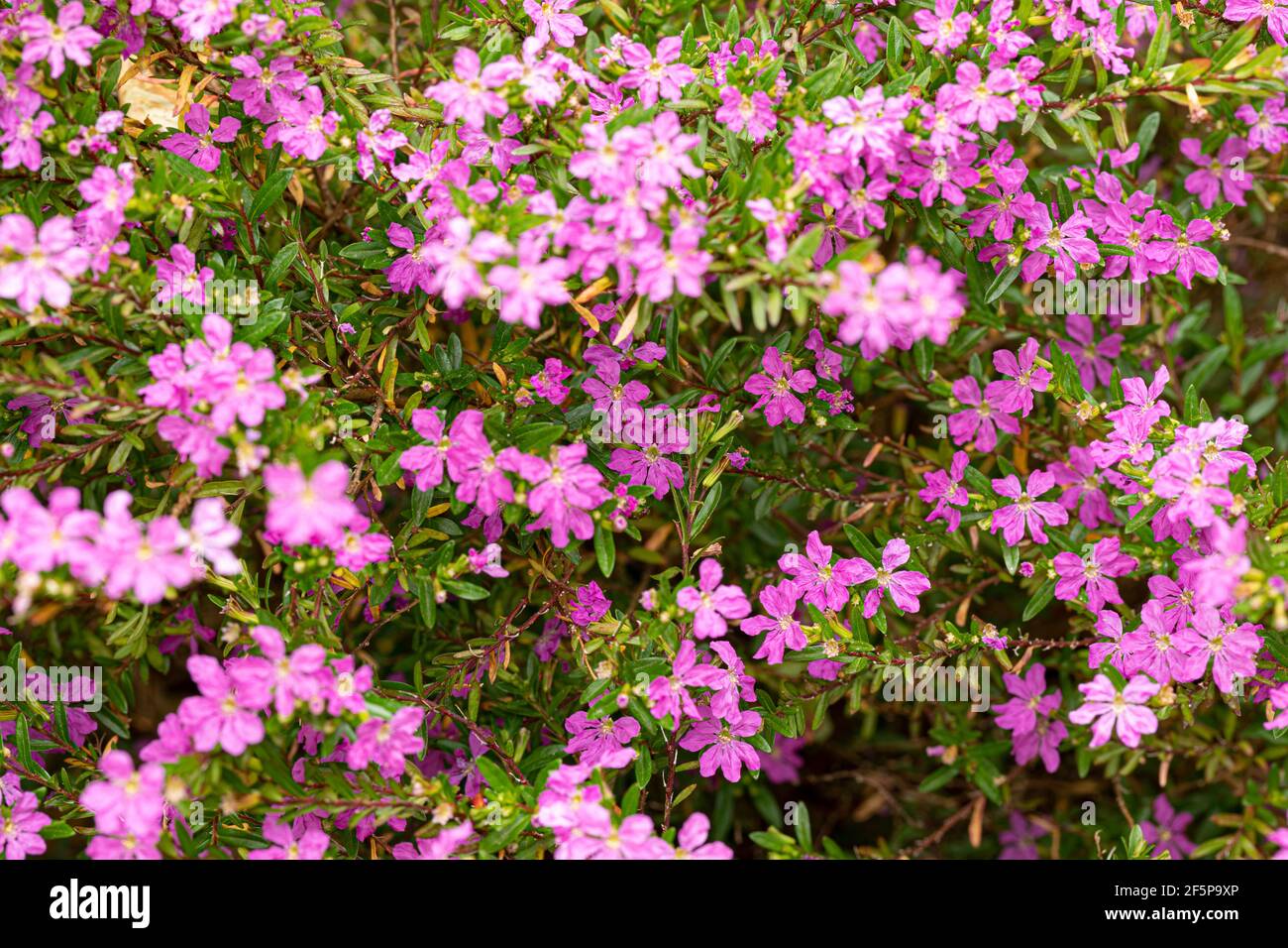 Wild thyme bush in bllom - Thymus Serpyllum Stock Photo