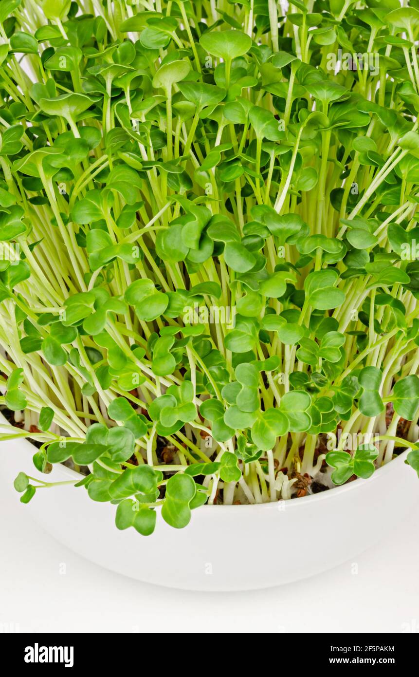 Daikon radish, microgreens in a white bowl, close up. Fresh and ready to eat, sprouted Japanese radish. Green shoots, seedlings and young plants. Stock Photo