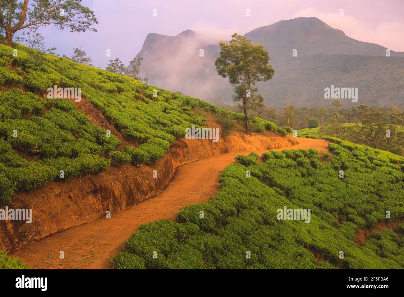 Landscape countryside view of Sri Lankan hill country, and terraced tea
